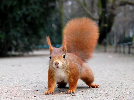 A red squirrel walks in the park. A squirrel in a city park. A beautiful, red squirrel.