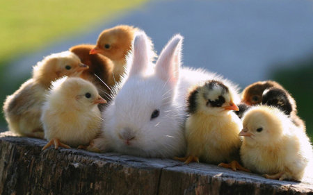 White rabbit and chicken chickens. Basking in the sun.の写真素材