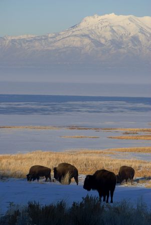 buffalo grazing in the winterの写真素材