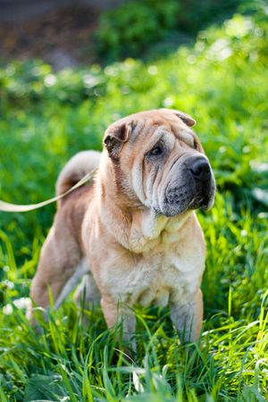 Little sharpei dog staying on grass looking to the sideの写真素材