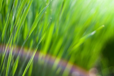 Spring green grass in the sunの写真素材