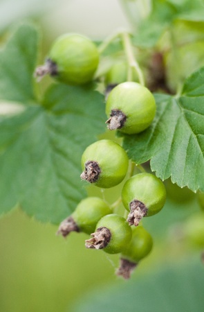 Green unripe currant on bushの写真素材