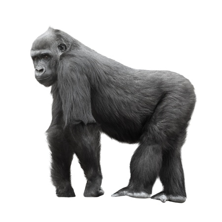 Silverback gorilla standing on a lookout isolated on white background Silverback gorilla standing on a lookout isolated on white background