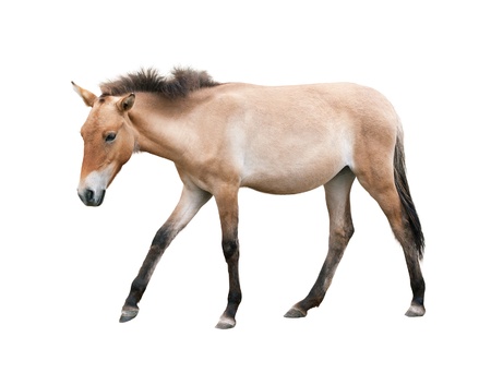 Young brown horse isolated on white backgroundの写真素材