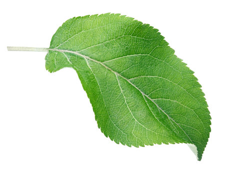 Green apple leaf isolated on white with clipping path