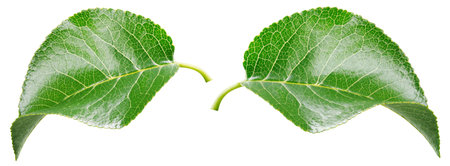 Apple leaf isolated on white background. Fruit green leaves.