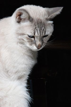 a closed up view for a beautiful white catの写真素材