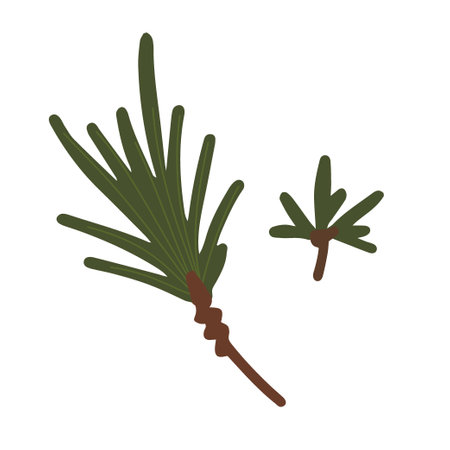 Hand drawn illustration of fir twig. Christmas decorative floral element in doodle styleのイラスト素材