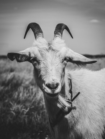 Domestic goat posing in the meadow. Black and white photo.の写真素材