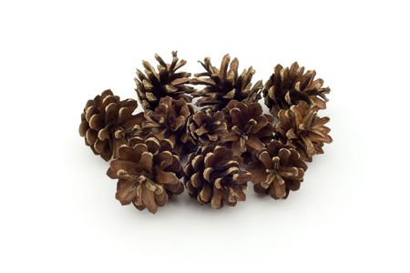 Several pine cones on white backgroundの写真素材