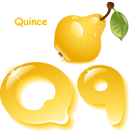 Alphabet. English capital and uppercase letter Q, stylized color of quince juice. yellow quince with leaf. vector illustrationのイラスト素材