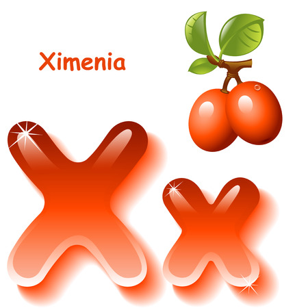 Alphabet. English capital and uppercase letter X, stylized color of ximenia juice.  branch orange ximenia with leaf. vector illustrationのイラスト素材