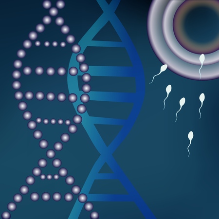 Fertile egg cells, the first stage of the birth of a new life. Connections of two germ cells of the spermatozoon and the oocyte. Vector illustration.のイラスト素材