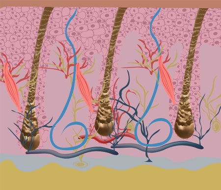 Structure and cycles of hair growth on a human head under a microscope close-up. Vector illustration. Hair under the skin.のイラスト素材