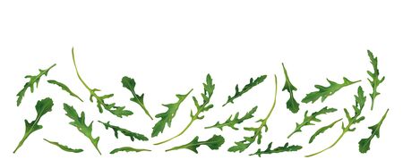 Beautiful fresh rucola isolated on white background. Salad or rucola. 3D realistic arugula with copy space for you text. Banner. Vector illustration.のイラスト素材