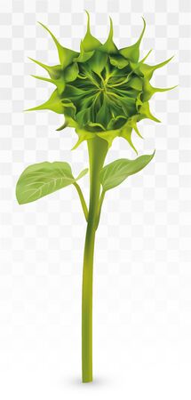 3D realistic Green Bud Sunflower on transperent background. Summer bud Sunflower. Nature. Vector illustrationのイラスト素材