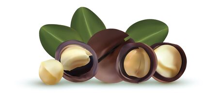 Nuts macadamia isolated on white background. Nuts shelled and unshelled with green leaf. Tasty macadamia nuts. Organic macadamia. Vector illustration.のイラスト素材