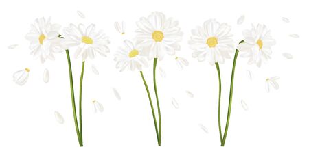 3D realistic chamomile flower. Chamomile isolated on white background. Fragrant bunch chamomile.Flower chamomile close up. Vector illustrationのイラスト素材