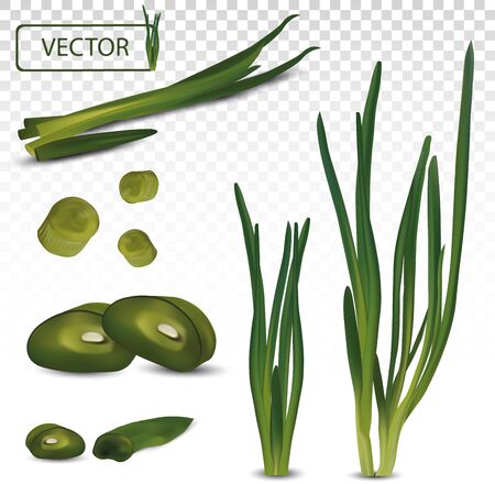 3d realistic green onion isolated on transparent background. Fresh green onion close up. Top view. Organic. Vector illustration.のイラスト素材