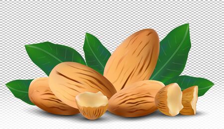 3D realistic almond. Nuts almonds with leaves on transparent background. Half , piece almond. Icon set. Vector illustrationの写真素材