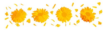3d realistic marigold flower. Calendula isolated on white background. Top view. Beautiful illustrator. Calendula close up.の写真素材
