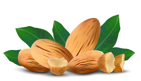 Almond nuts with leaves on white background. 3d realistic illustration.の写真素材
