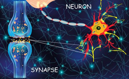 Anatomy neyron cells. Transmission signal of impulse in a living organism. Signaling in the brain. Neural connections in the brain form thoughts, concept learning. Structure neyron for educational.の写真素材