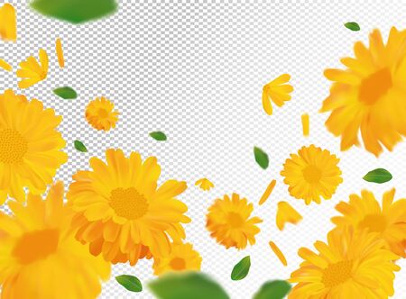 3D realistic marigold with green leaf. Yellow calendula flower in motion. Beautiful marigold background. Calendula close up. Falling flower calendula.Vector illustrationのイラスト素材
