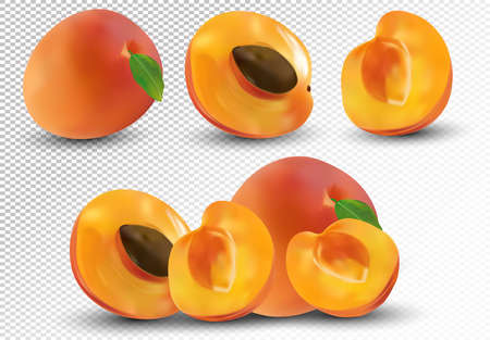 Set of apricot are whole and cut in half. Fresh fruit apricot on transparent background. 3d realistic apricot from different angles. Nature product. Vector illustration.のイラスト素材
