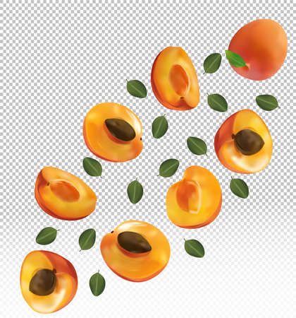 Set of apricot with leaves on transparent background. Apricot fruits are whole and cut in half. Useful ripe fresh apricot rich in vitamins, natural product. Realistic vector illustrationのイラスト素材