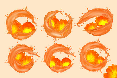 Set flower calendula with water splash. Blooming calendula of six groups for beauty products, teas, perfumes, essential oils and medicines. Set calendula. Fragrant beautiful marigold. Vector.のイラスト素材