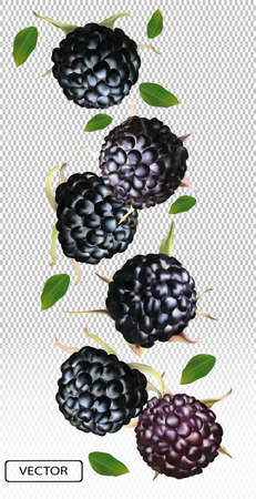 Blackberry from different angles. Whole black raspberry with green leaf on transparent background. Fresh summer berry. Illustration for your poster, banner, natural product. Vector illustration.のイラスト素材