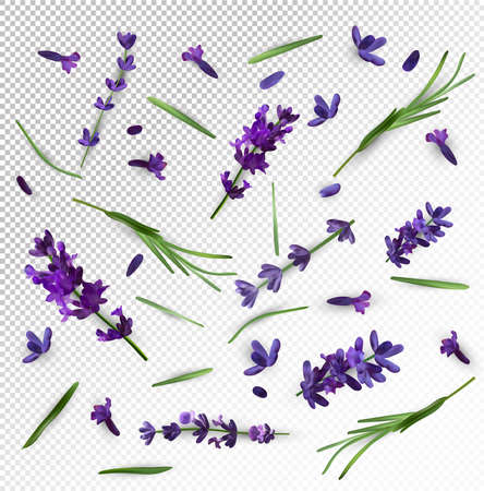 Beautiful violet lavender flower on transparent background. Banner with lavender flowers for perfumery, health products, wedding invitation. Vector illustration.のイラスト素材