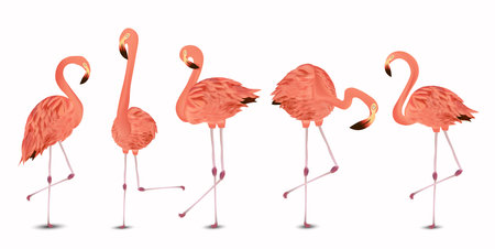 Flamingo pink on white background. Exotic Bird Flamingo. Realistic vector illustration.のイラスト素材
