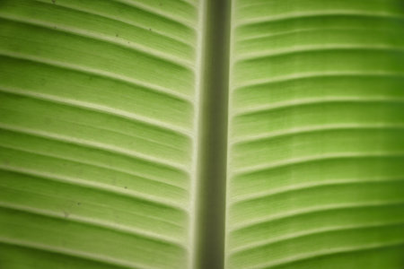 green exotic leaf texture close-up for design use
