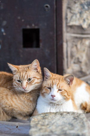 pets friendship hygge concept - two cute cats lying together being cozy.