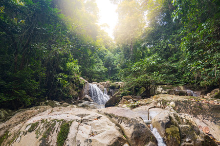 rainforest jungle trek landscape at Gunung Gading National Park in Borneo, Malaysia