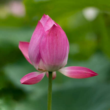 Beautiful pink lotus flower from Chinaの写真素材