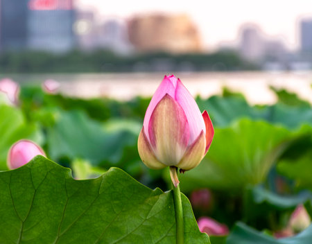 A lone lotus flower rises from the calm lake waters of ShaHu Park, offering a vibrant contrast to the blurred city skyline beyond. This scene reflects the timeless beauty of natureの写真素材