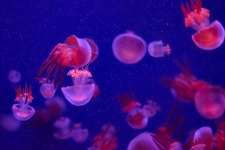 A mesmerizing view of glowing pink and red jellyfish drifting through the deep blue water, creating a surreal and otherworldly underwater sceneの写真素材