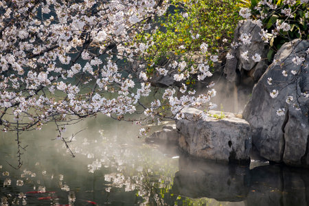 A peaceful view of blooming cherry blossoms above a mist-covered pond, reflecting their delicate beauty in the serene waterの写真素材