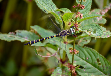 Dragonfly on Leaf Close-Upの写真素材