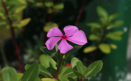 Photo of beautiful and fresh flowers growing in the garden, looks beautiful on the eyes.の写真素材