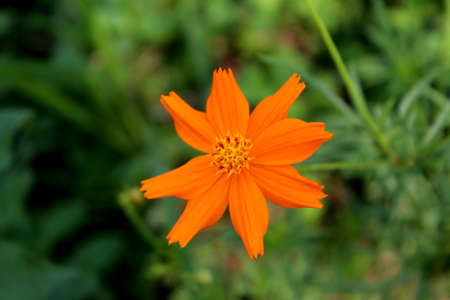 Photo of beautiful and fresh flowers growing in the garden, looks beautiful on the eyes.の写真素材
