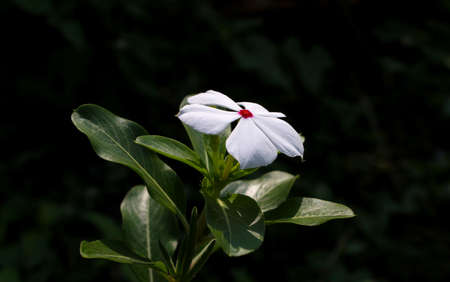 Photo of beautiful and fresh flowers growing in the garden, looks beautiful on the eyes.の写真素材