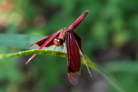 red dragonfly perching on lush green leaves, And blur green backgroundの写真素材