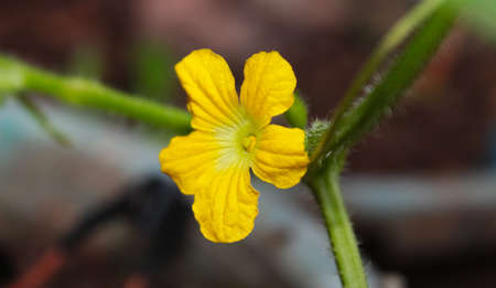 Photo of beautiful and fresh flowers growing in the garden, looks beautiful on the eyes.の写真素材