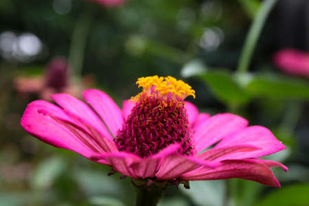 Photo of beautiful and fresh flowers growing in the garden, looks beautiful on the eyes.の写真素材