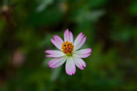 Photo of beautiful and fresh flowers growing in the garden, looks beautiful on the eyes.の写真素材
