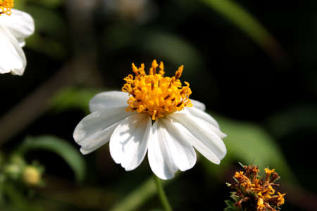 Photo of beautiful and fresh flowers growing in the garden, looks beautiful on the eyes.の写真素材